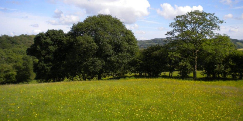 Pren y Derwen Land 018